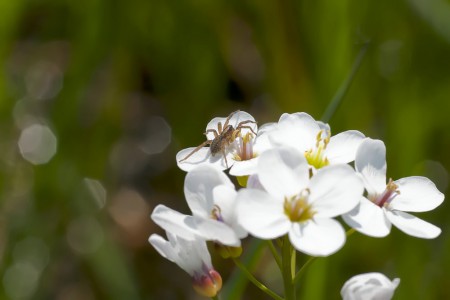 Trochosa cf.terricola 
